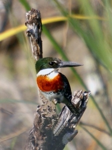 Green Kingfisher 3