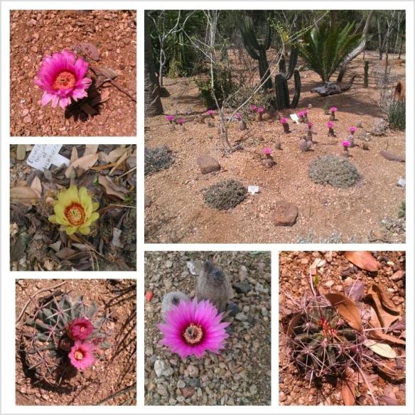 QM Cactus in Bloom