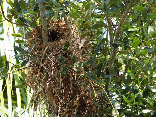Bird Walk 2013-05-21 Great Kiskadee Nest John Brush