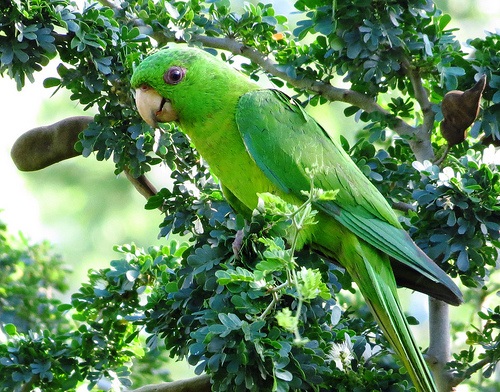 Green Parakeet Quinta Mazatlan John Brush
