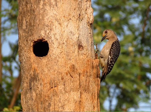 Bird Walk 2013-06-15 Golden-Fronted Woodpecker John Brush