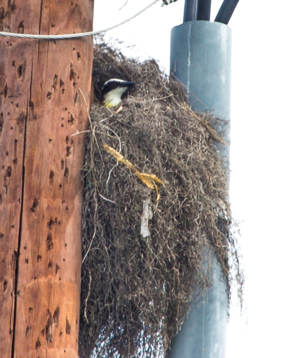 Kiskadee Nest