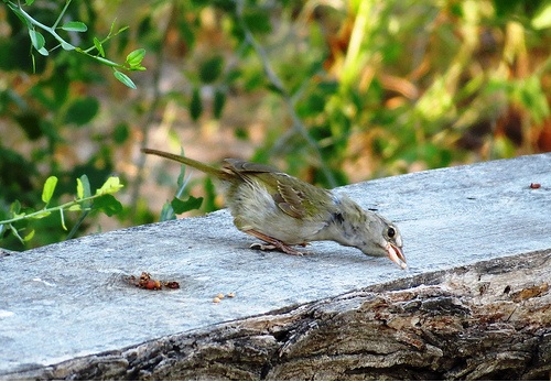 Quinta Mazatlan Olive Sparrow