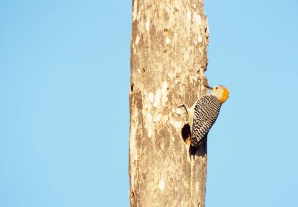 Golden-fronted Woodpecker 1-18-2014