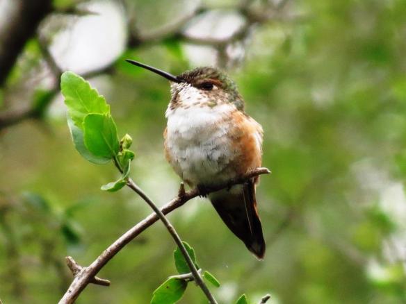 Rufous Hummingbird (JSB)