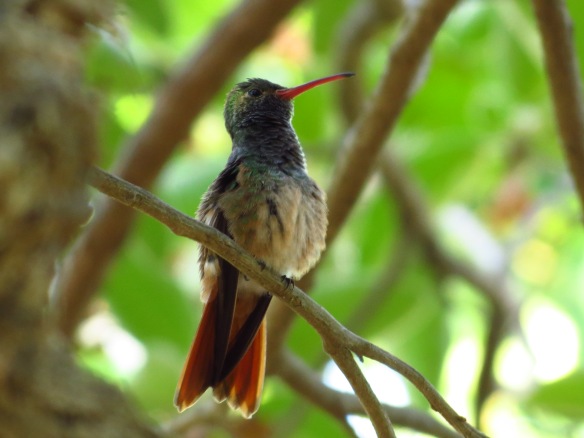 Buff-bellied Hummingbird QM May 2014
