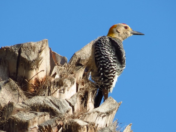 Golden-fronted Woodpecker Tres Palmas