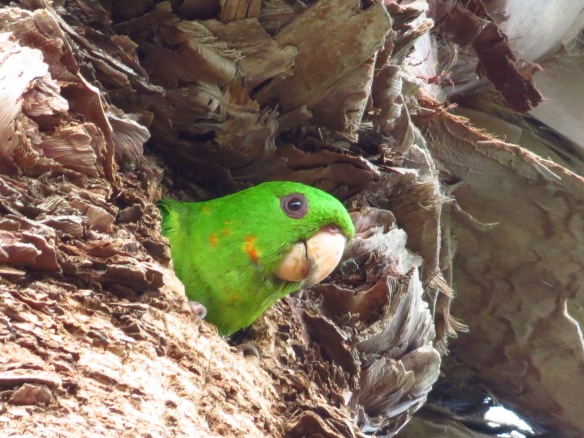 Green Parakeet head from cavity