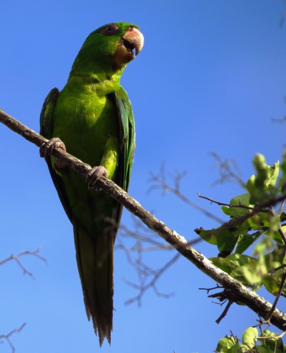 Green Parakeet pair sunny (2)