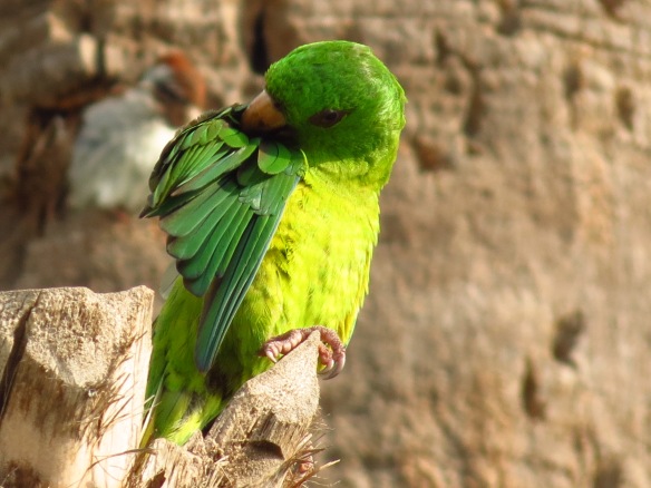Green Parakeet preening