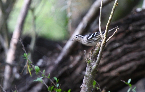 This female Black-and-White Warbler was one of the uncommon stars of the morning. She is arriving here quite early! Black-and-White Warblers nest well north and northeast of here. Once fall comes around, more Black-and-White Warblers will begin to establish their wintering grounds here in the valley. Keep your eyes out for new migrants as the summer progresses!