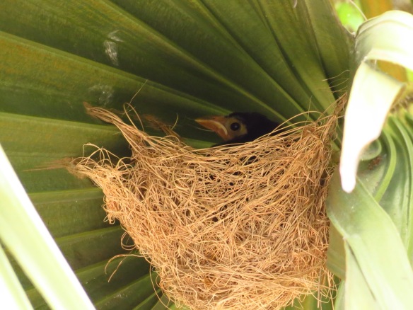 Bronzed Cowbird in HOOR nest