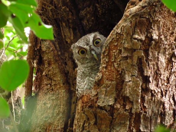 Eastern Screech-Owl juve