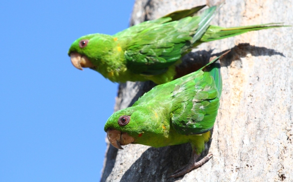 Known for their loud and raucous calls, Green Parakeets were observed surprisingly-close during yesterday morning's bird walk. In addition to the rich shades of green, what other colors do you see on these two beautiful birds?