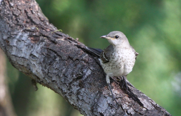 Juvenile Northern Mockingbird. The pink base of the bill and mottled frontside are field marks that show this is a young Northern Mockingbird. Adults would be dark-billed, and would have an evenly-pale frontside.