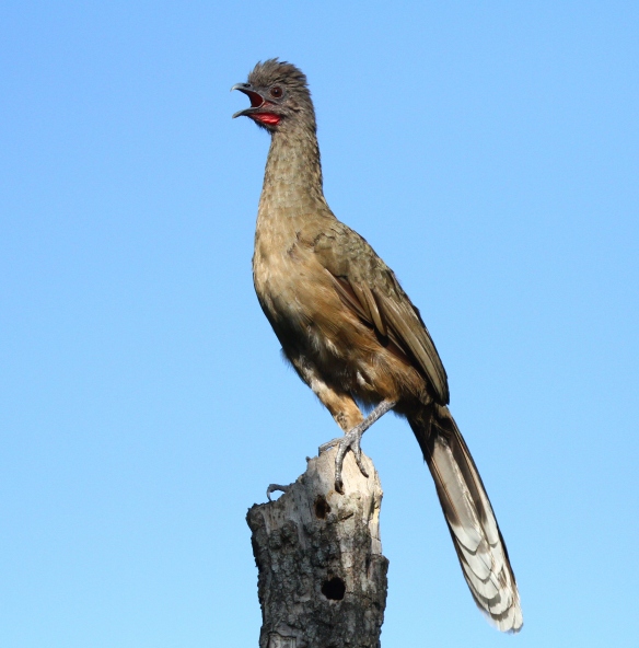 Far from being shy, the Plain Chachalaca give very loud and unique calls!