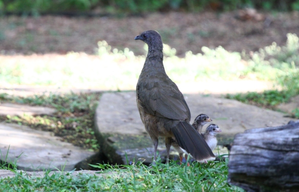 Plain Chachalacas are busy raising their young at Quinta Mazatlan this time of year! I wonder how much longer it will be until the little ones begin taking after their parents, and begin to give those classic squawking calls!