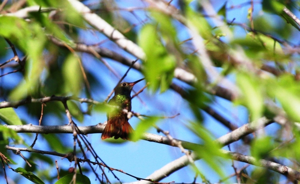 A Buff-bellied Hummingbird takes a breakfast break