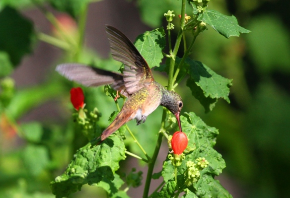 Buff-breasted Hummingbird