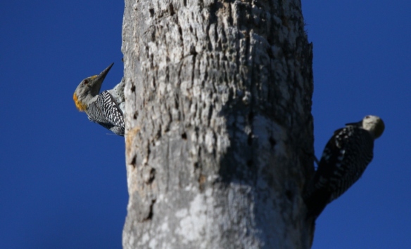 Golden-fronted Woodpeckers