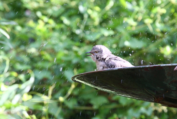 Northern Mockingbird bathing