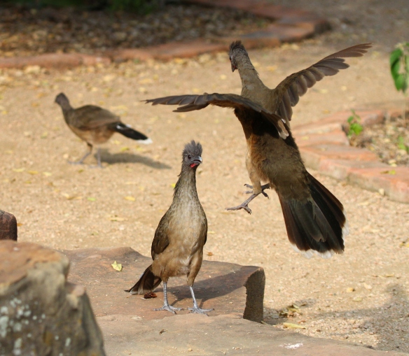 Two male Plain Chachalacas compete for the female chachalaca (background)