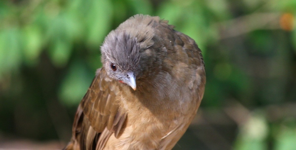 The Plain Chachalaca eyes up competition...