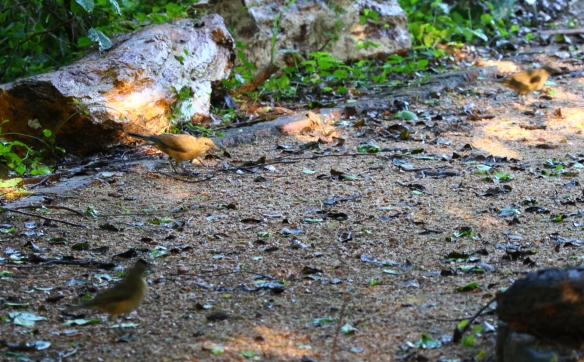 Clay-colored thrushes