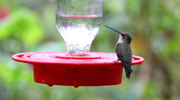 hummingbird sp