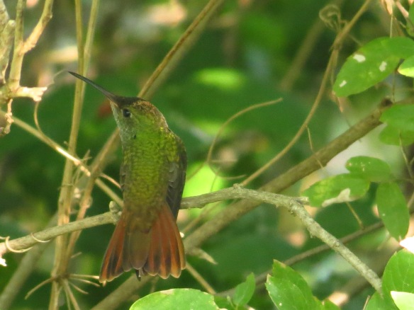 Notice the yellow pollen on this Buff-bellied Hummingbirds head!
