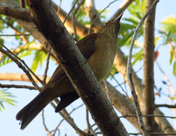 Clay-colored Thrush underneath