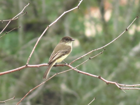 Eastern Phoebes are one of the Valley's common winter birds.