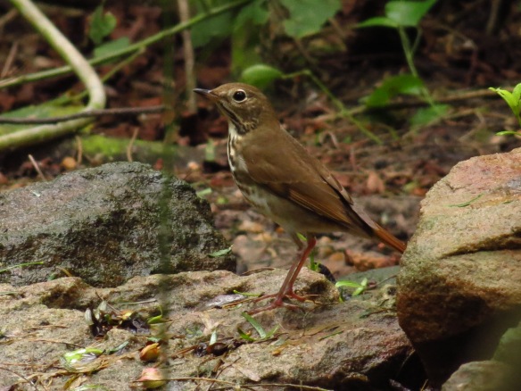 Hermit Thrush are one of our wintering birds - look in the shady forest for their subtle colors.
