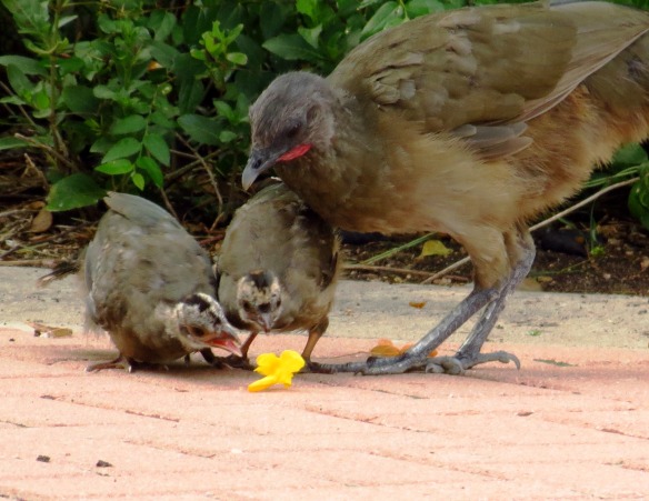 Plain Chachalaca chicks eating Esperanza (2)