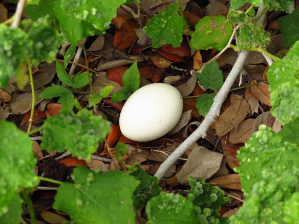 Plain Chachalaca egg (1)