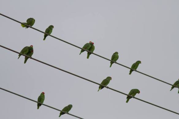 Red-crowned Parrots by Texas Nature Trackers Program (TPWD)
