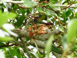 Buff-bellied Hummingbird nest by John Brush