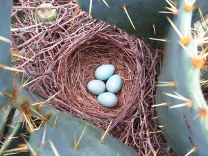 Curve-billed Thrasher nest by John Brush