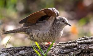 Inca Dove by Michelle Hockaday Summers