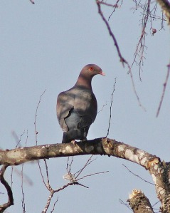 Red-billed Pigeon by Tripp Davenport
