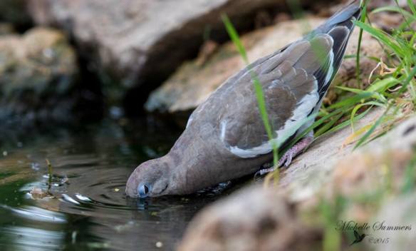 White-winged Dove by Michelle Hockaday Summers