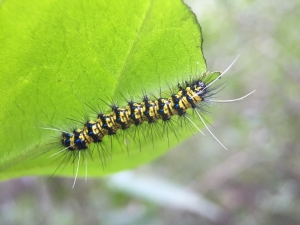 Saucy Beauty caterpillar