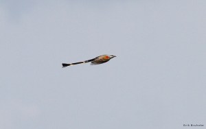 Scissor-tailed Flycatcher by Erik Bruhnke